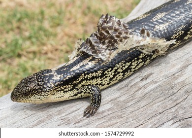 Blotched Bluetongue Lizard Shedding Skin Stock Photo 1574729992 ...