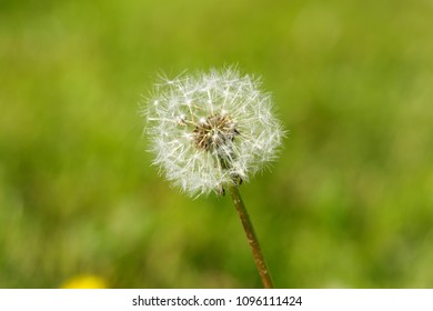 fluffy blow ball images stock photos vectors shutterstock