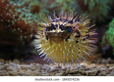 Blow Fish Is Swimming At Coral Reef