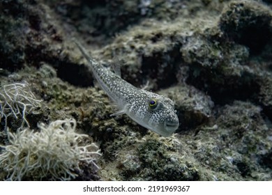 A Blow Fish Swimming Underwater