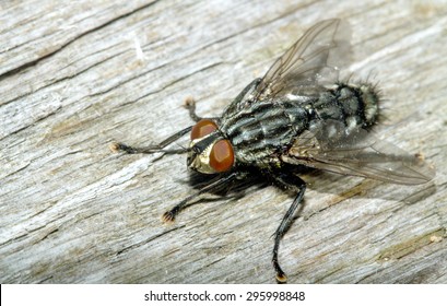 4,911 Carrion Flies Images, Stock Photos & Vectors | Shutterstock