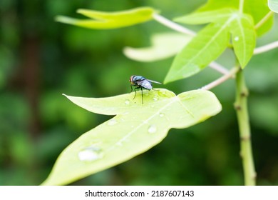 Blow Fly, Carrion Fly, Bluebottles Or Cluster Fly