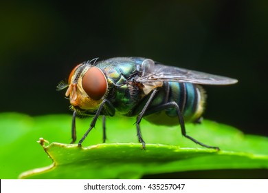 Blow fly, carrion fly, bluebottles or cluster fly