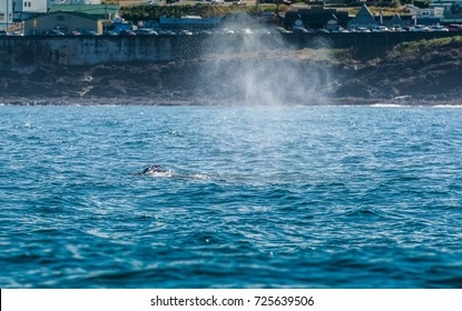 Blow Hole Of Gray Whale In Depoe Bay Along Oregon Coast