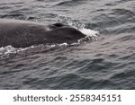 Blow Holes Of Humpback Whale Swimming On Surface In Monterey Bay California