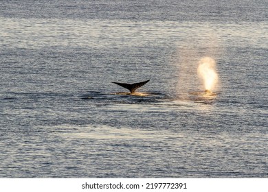 BLow And Tail Of Bowhead Whales Swimming Through Mackenzie Bay In Canada High Arctic.