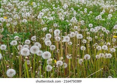 Blowball of Taraxacum plant on long stem. Blowing dandelion clock of white seeds on blurry green background of summer meadow. Fluffy texture of white dandelion flower closeup.