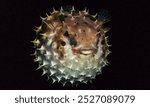 Blowfish, balloonfish, globefish in puff up shape (defense mechanism)