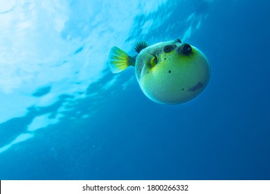 The Blowfish plunges into the blue abyss