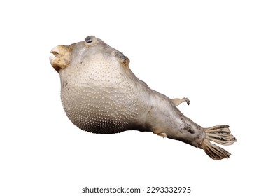 Blowfish, profile view against white background