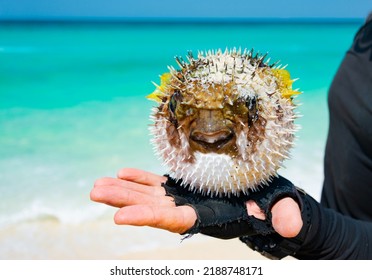 Blowfish or puffer fish in the hands of a diver