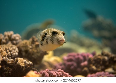 blowfish swimming in the sea. blowfish sweetly in the sea