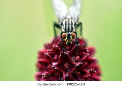 Blowfly On A Great Burnet