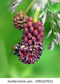 Blowfly On A Great Burnet