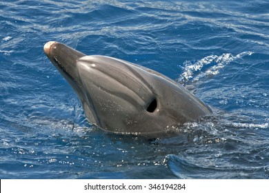 Blowhole Of The Dolphin