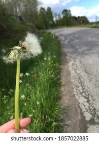 Blowing dandelion at a country road