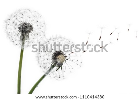 Blowing of dandelion seeds in a white background