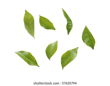 Blowing Leaves Isolated On White Background