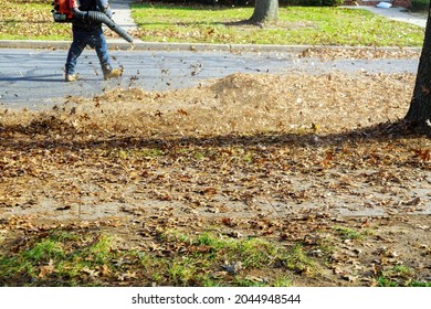 Blowing off leaves falling from trees in man using a blower, a cleaner works in an autumn