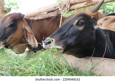 blown cow eatting grass feed - Shutterstock ID 2204048161