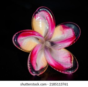 Blown Glass Plumeria Flower On Black Enamel Table Top.