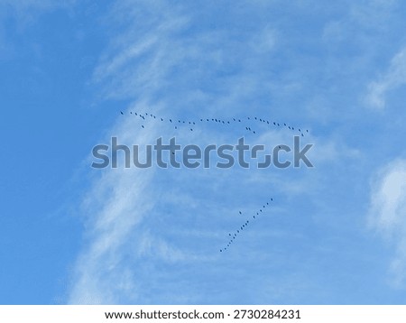 Blu sky with soft clouds and flying birds , minimal nature background 