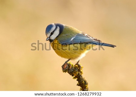 Similar – Eurasian Blue Tit