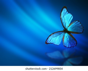 6,484 Blue butterfly night Images, Stock Photos & Vectors | Shutterstock