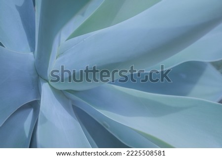 Blue abstract botanical background of fox tail agave. Closeup of rosette of silvery blue leaves. Flower-like shape succulent. Nature wallpaper. Agave attenuata in the blue shade