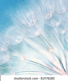 Blue Abstract Dandelion Flower Background, Extreme Closeup With Soft Focus, Beautiful Nature Details