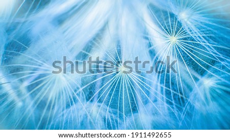 Blue abstract dandelion flower background, closeup with soft focus. Freedom to Wish. Dandelion silhouette fluffy flower on sunset sky. Seed macro closeup. Hope and dreaming concept. Fragility