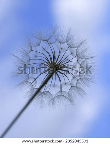 Similar – Nahaufnahme einer Pusteblume im Sonnenlicht vor blauem Himmel