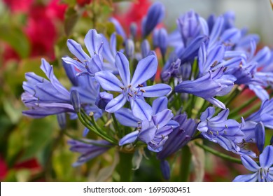 Blue African Lily flower - Latin name - Agapanthus africanus - Shutterstock ID 1695030451