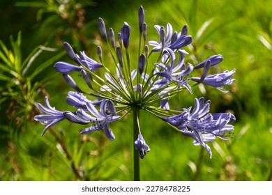 Blue african lily flowers close up on a blurred background. Lily of Nile - Shutterstock ID 2278478225
