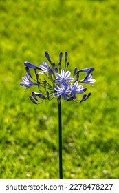 Blue african lily flowers close up on a blurred background. Lily of Nile - Shutterstock ID 2278478227