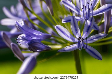 Blue african lily flowers close up on a blurred background. Lily of Nile - Shutterstock ID 2278478229