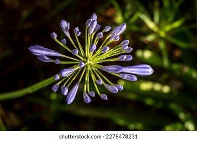 Blue african lily flowers close up on a blurred background. Lily of Nile - Shutterstock ID 2278478231