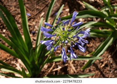 Blue african lily flowers close up on a blurred background. Lily of Nile - Shutterstock ID 2278478233