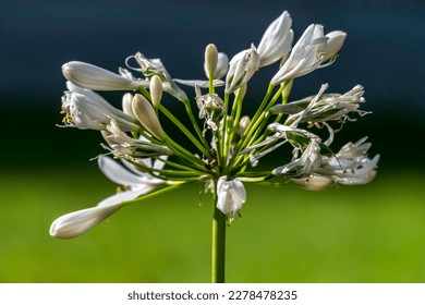 Blue african lily flowers close up on a blurred background. Lily of Nile - Shutterstock ID 2278478235
