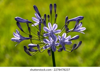 Blue african lily flowers close up on a blurred background. Lily of Nile - Shutterstock ID 2278478237