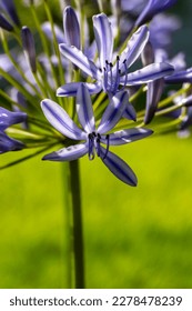 Blue african lily flowers close up on a blurred background. Lily of Nile - Shutterstock ID 2278478239
