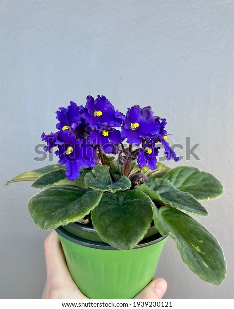 Blue African\
Violet in a green pot. Ruffled blue african violet. Beuatiful blue\
saintpaulia in a green pot