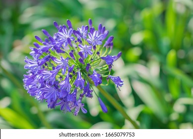 Blue Agapanthus flower, African lily, Blue African lily, Lily of nile is blooming on stem in the garden - Shutterstock ID 1665079753