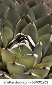 Blue Agave Cactus Also Called Blue Flame Agave Grows In A Desert Garden In Southern California