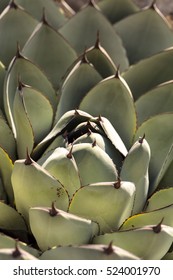 Blue Agave Cactus Also Called Blue Flame Agave Grows In A Desert Garden In Southern California