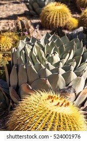 Blue Agave Cactus Also Called Blue Flame Agave Grows In A Desert Garden In Southern California