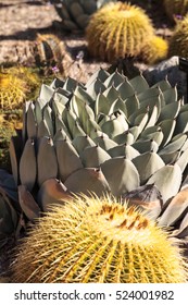 Blue Agave Cactus Also Called Blue Flame Agave Grows In A Desert Garden In Southern California