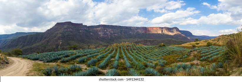 Blue Agave Farming On Jalisco