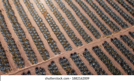 Blue Agave Field With Aerial Shot Of A Drone