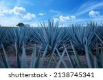 blue agave field, Tequila, Jalisco, Mexico